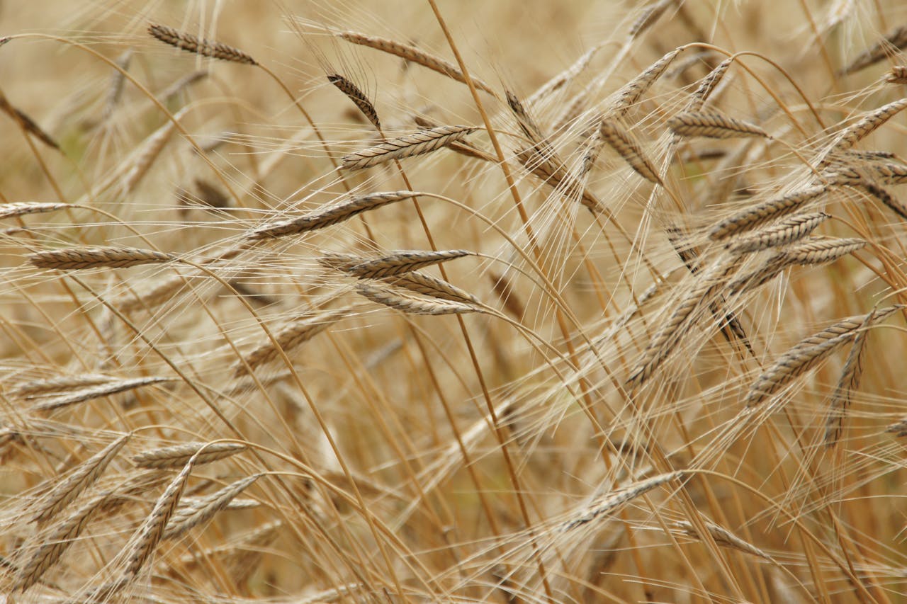 Beautiful close-up of golden wheat stalks swaying in the field on a sunny day.
