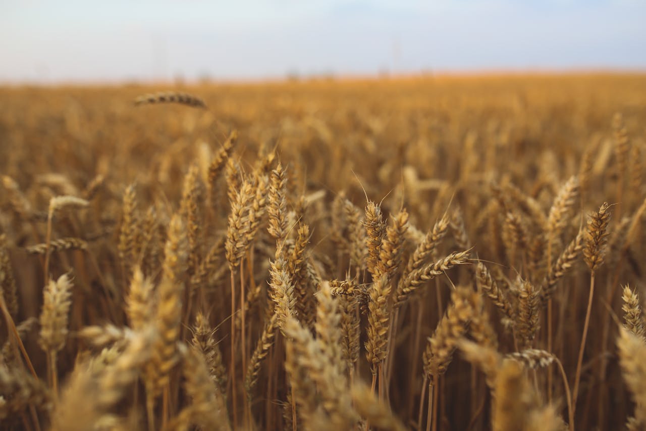 Close-up view of a golden wheat field ready for harvest under a clear sky.